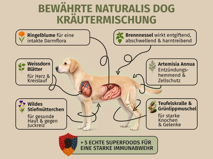 Pferd mit Pastinake und Naturkräutern