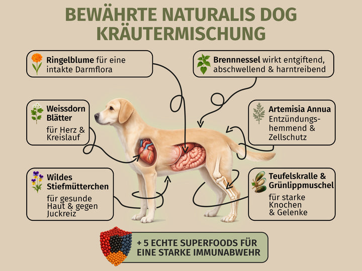 Ziege mit Pastinake und Naturkräuter