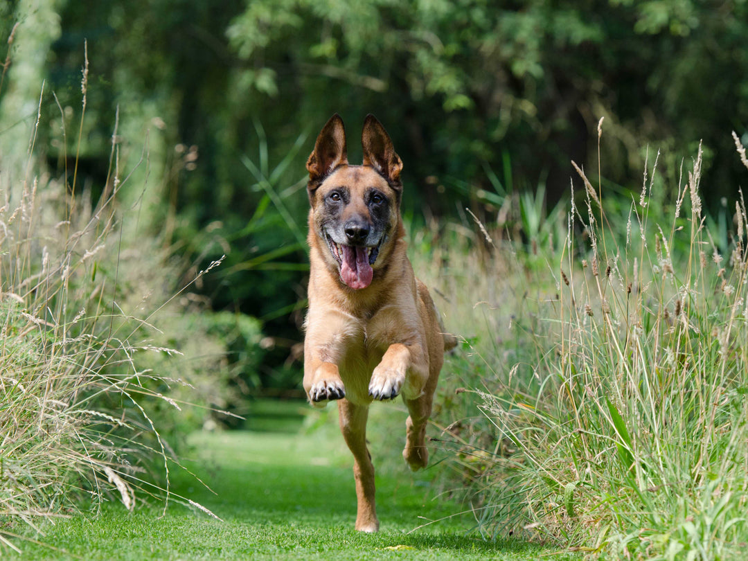Hund hört nicht auf Rückruf? So klappt’s im Sommer!