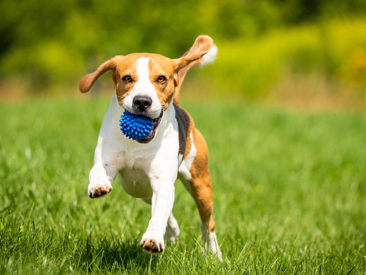 7 Sommer-Spiele für den Hundespaziergang