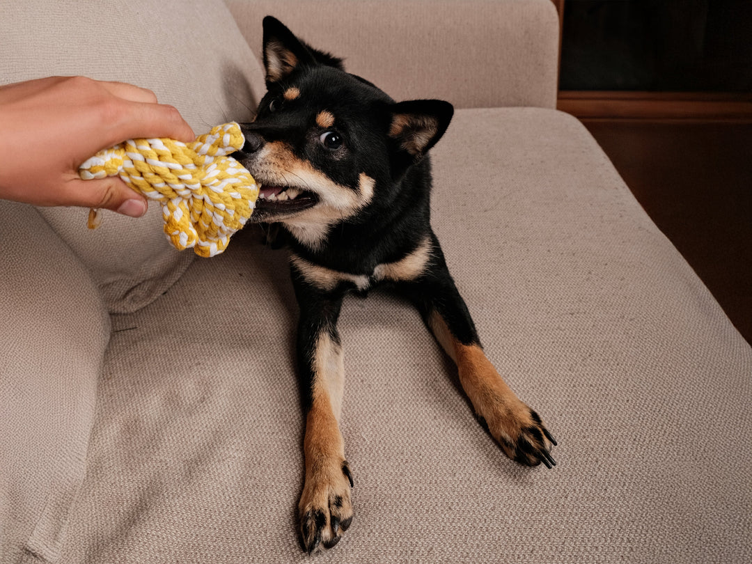 Wenn es draußen grau wird – so bringst du Abwechslung in den Hundealltag