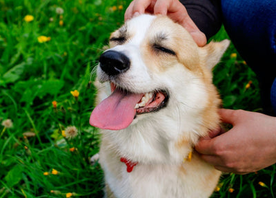 Anonym's dog