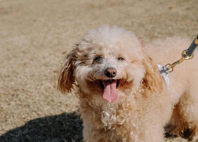 Karin's dog