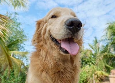 Narmina's dog