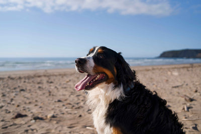 Anonym's dog