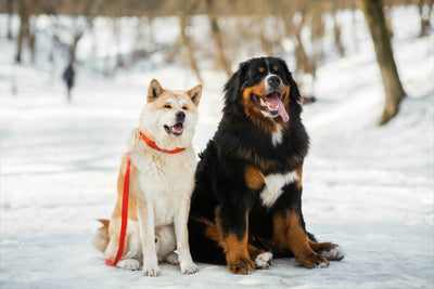 Roy's dog