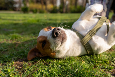 Petra's dog