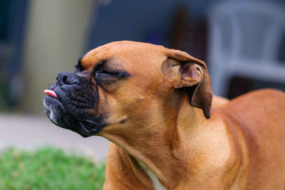 Silvia's dog