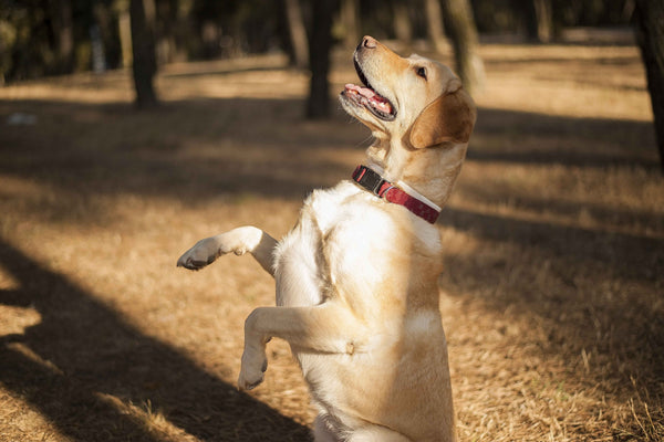 Happy dog