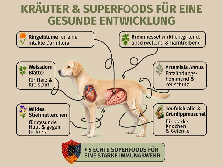 Junior Rind mit Süsskartoffel und Naturkräutern