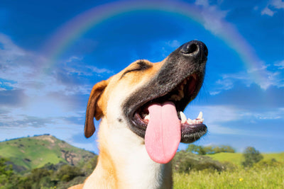 Monika's dog
